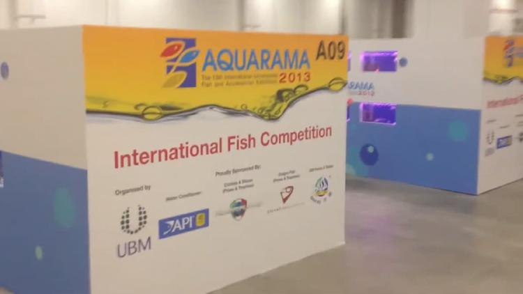 Aquarama: Pameran Ikan Hias Terbesar Dunia Memikat di Jantung Singapura