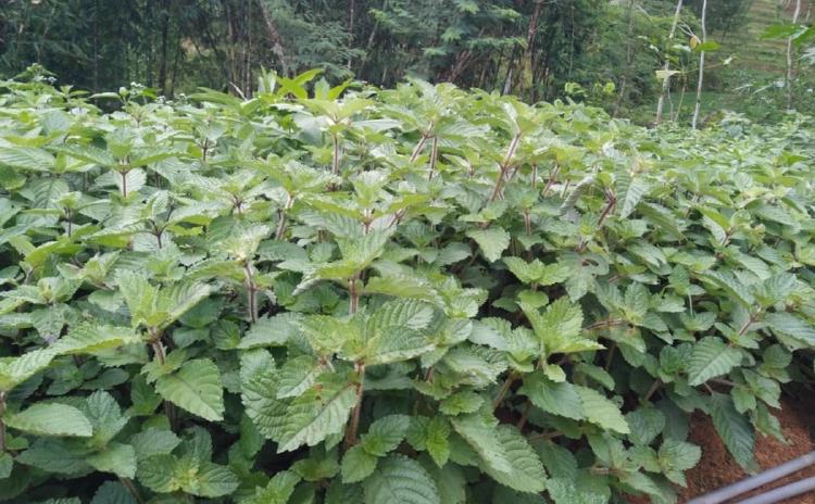 Mesona palustris BL: Keajaiban Cincau Hitam sebagai Minuman Tradisional Berkhasiat