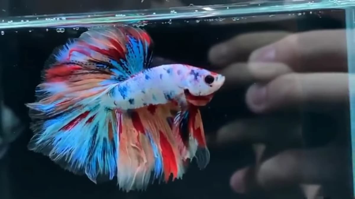 ikan cupang rosetail di aquarium