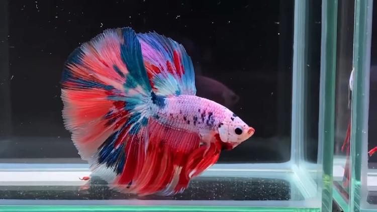 Cupang Halfmoon Rosetail: Si Cantik yang Langka dan Menawan