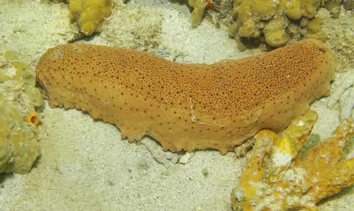 gambar Gamat atau teripang adalah hewan laut yang berada di habitatnya