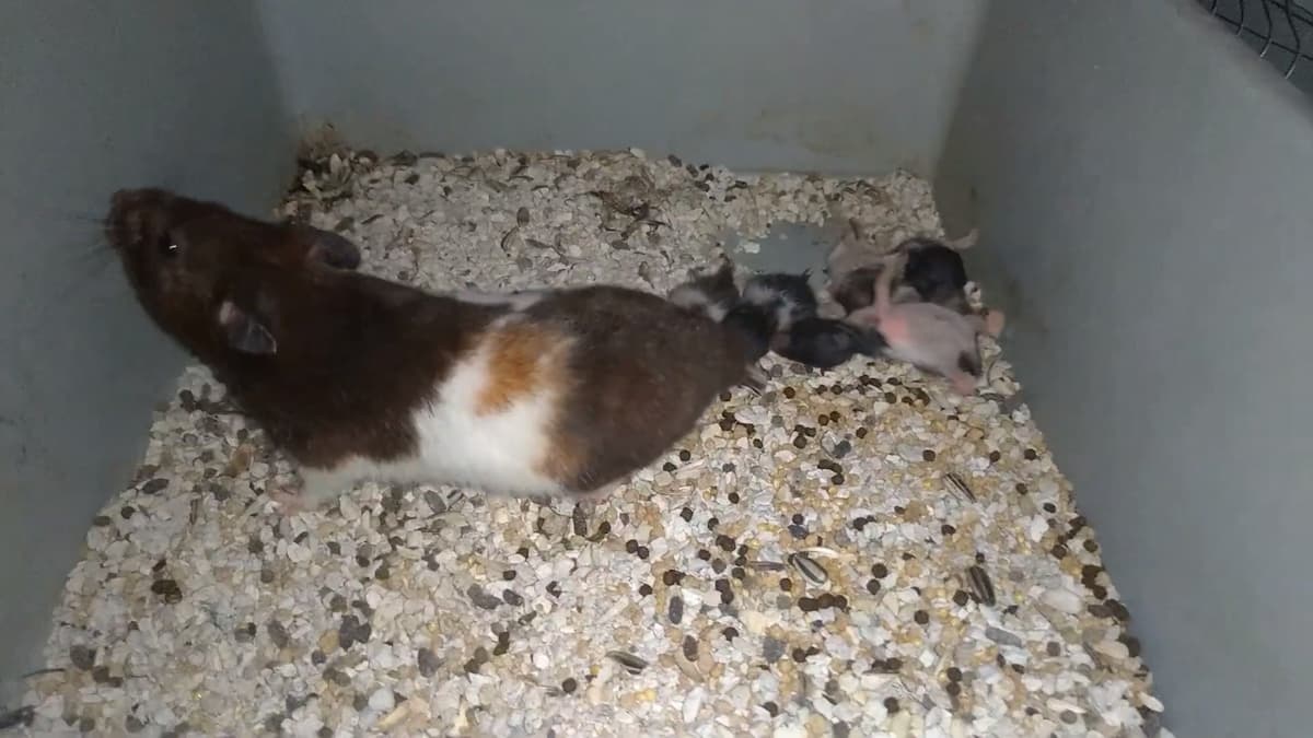 indukan hamster tricolor yg sedang menyapih anakan nya