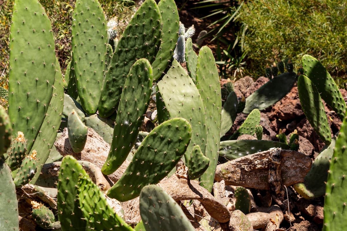 tanaman Opuntia ficus-indica di gurun pasir