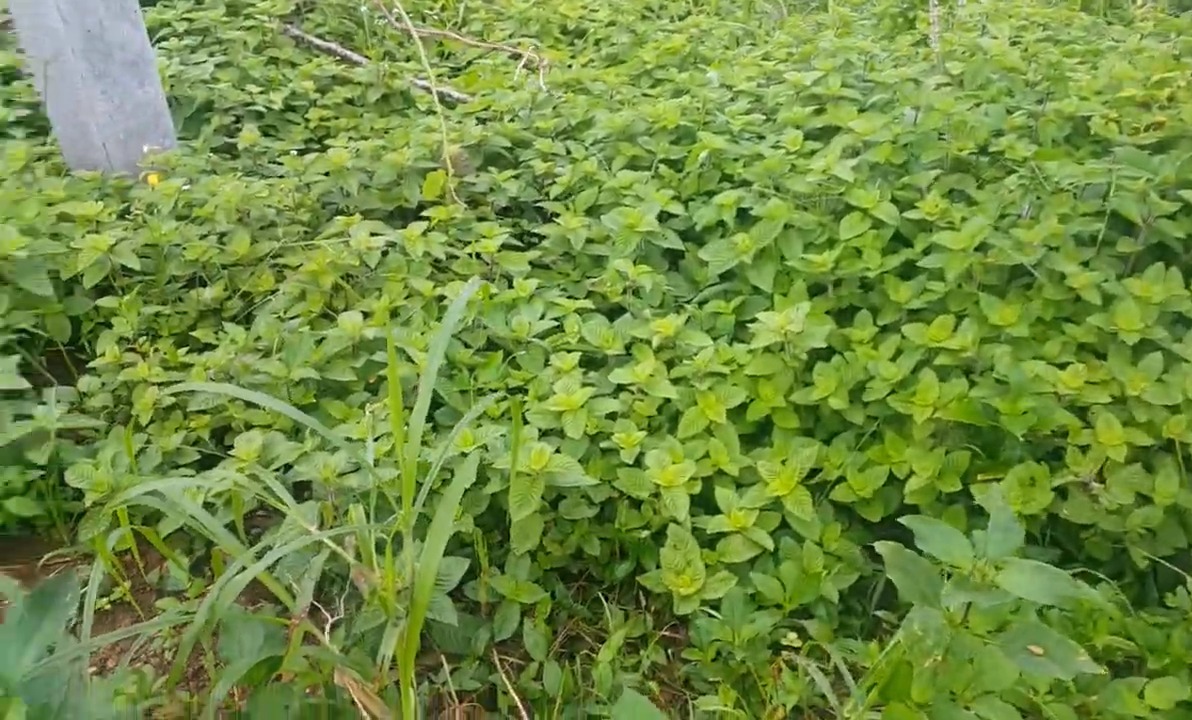 kebun Mesona palustris BL atau cincau hitam 