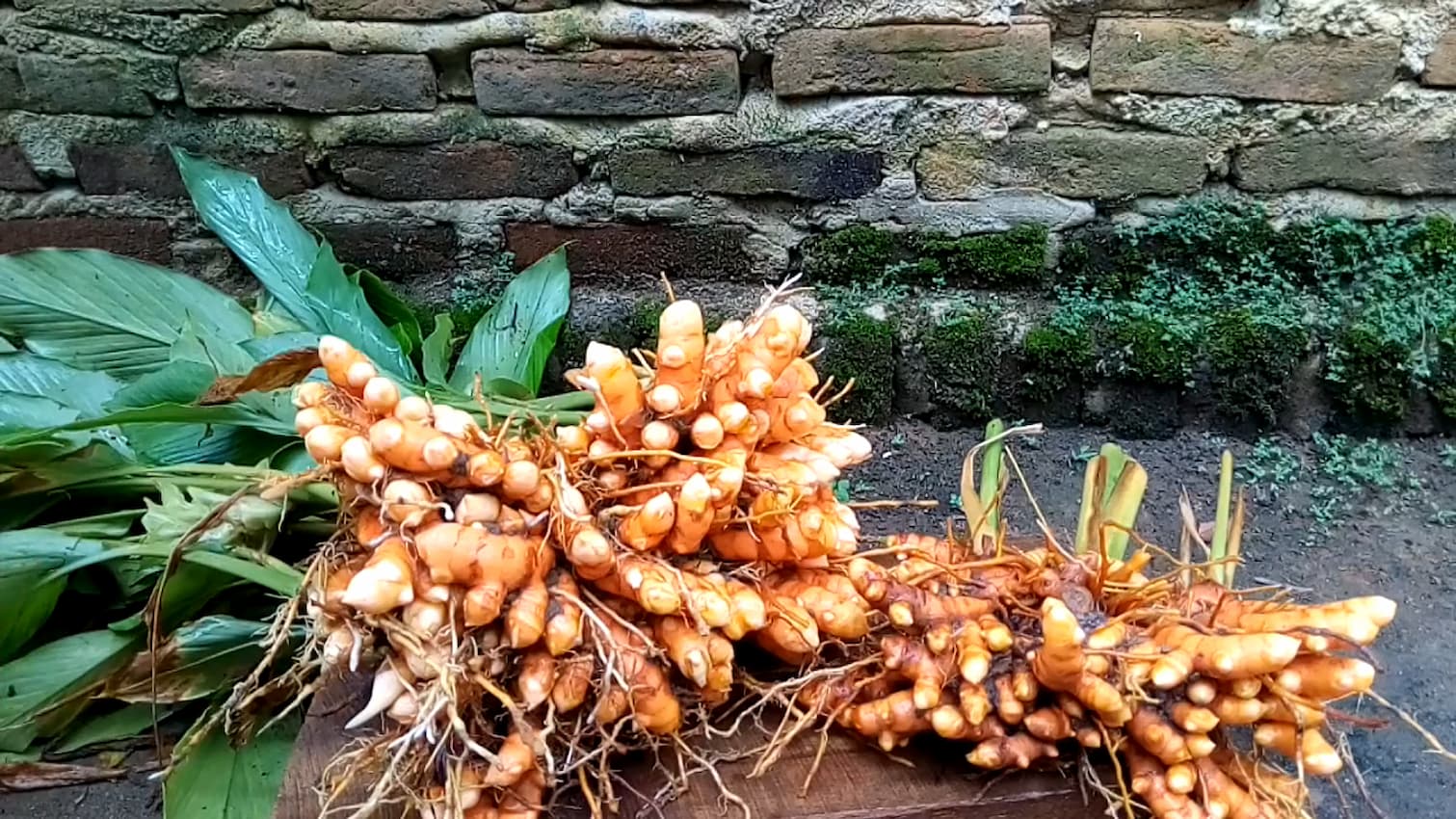 tanaman kunyit sebagai bahan utama Obat Herbal Terstandar 