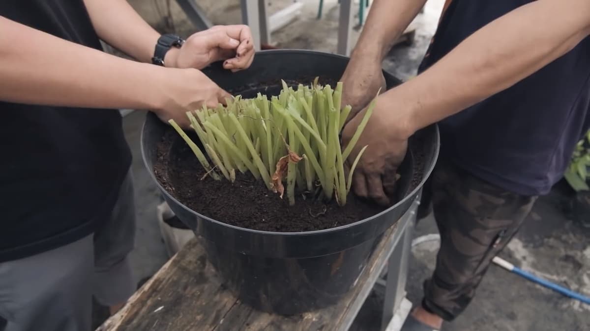 panen kunyit hitam dan sedang dibersihkan