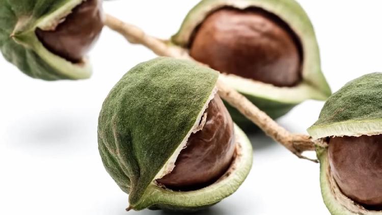 Kacang Macadamia: Si Mungil Penakluk Kolesterol Jahat